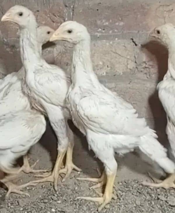 aseel shamo /oh shamo chicks/ high quality/pure white shamo/ king size 0