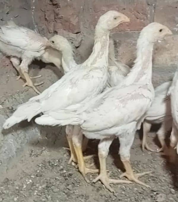 aseel shamo /oh shamo chicks/ high quality/pure white shamo/ king size 1