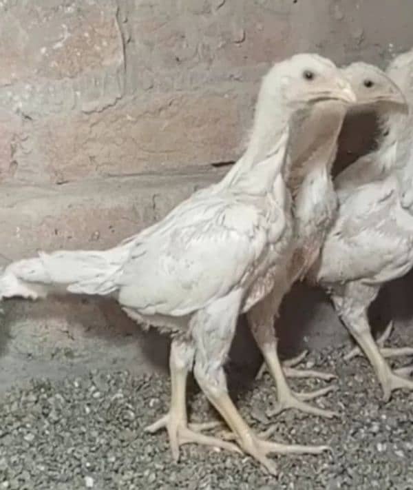 aseel shamo /oh shamo chicks/ high quality/pure white shamo/ king size 2