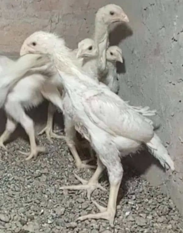 aseel shamo /oh shamo chicks/ high quality/pure white shamo/ king size 3