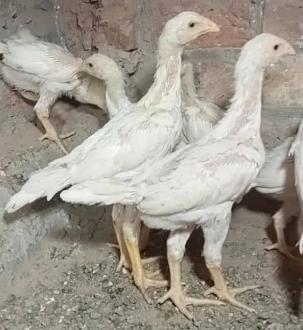 aseel shamo /oh shamo chicks/ high quality/pure white shamo/ king size 4