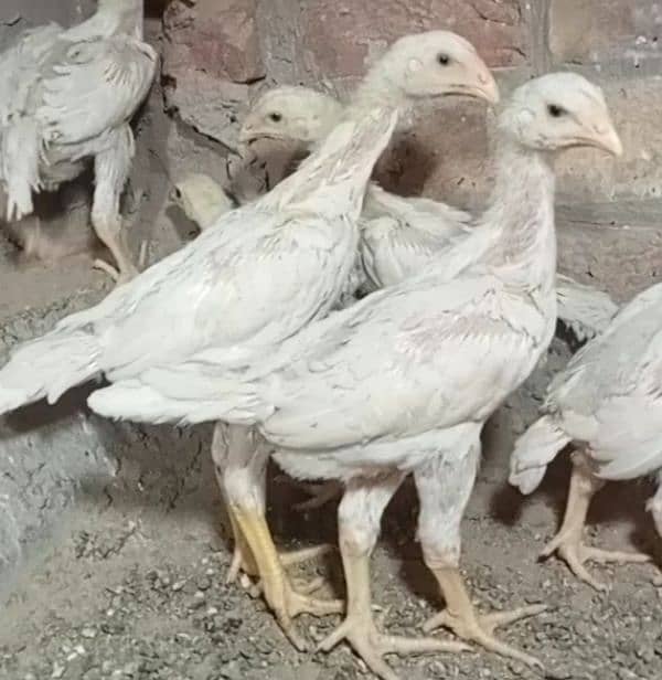 aseel shamo /oh shamo chicks/ high quality/pure white shamo/ king size 5