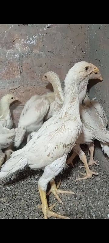 aseel shamo /oh shamo chicks/ high quality/pure white shamo/ king size 6