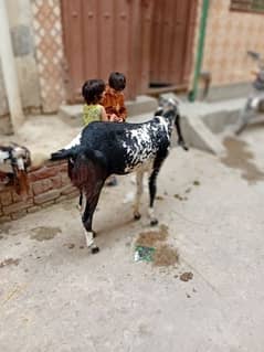 Bakra