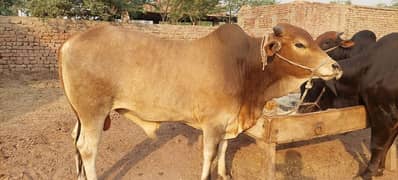 qurbani wale janwar
