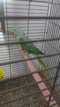 Hand tame talking paroot full singing