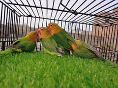Green Fisher Lovebird - Albino Red Eye - Parblue Blue Fischeri Parrot