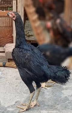 Thai crass chicks