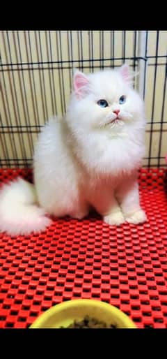 Persian