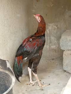 Aseel Mianwali