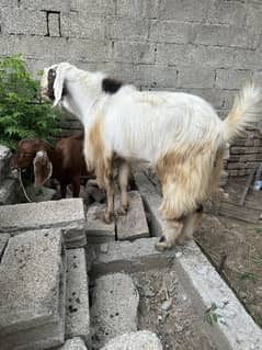 Bkra for sale