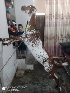 makhi cheena bakra