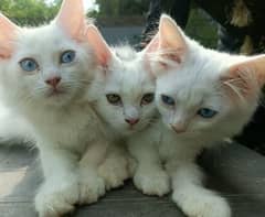 Adopt a Kitten Now