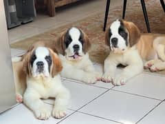 St Barnard imported puppies available for sale pedigree with microchi