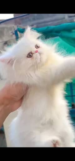 Persian hamalian british punch face piki face cat 03250387943