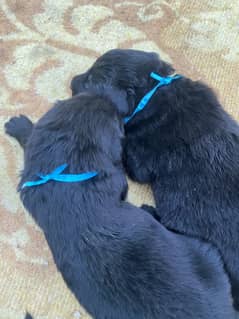 Black German Shepherd Long Coat