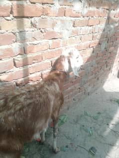 goat urgent for sale need money