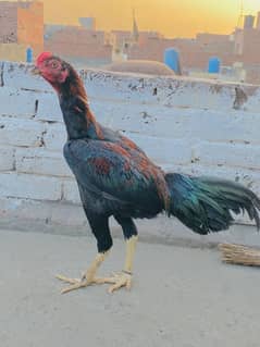8 month age home breed