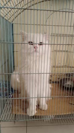 Cats Persian Cats Available Triple Coated