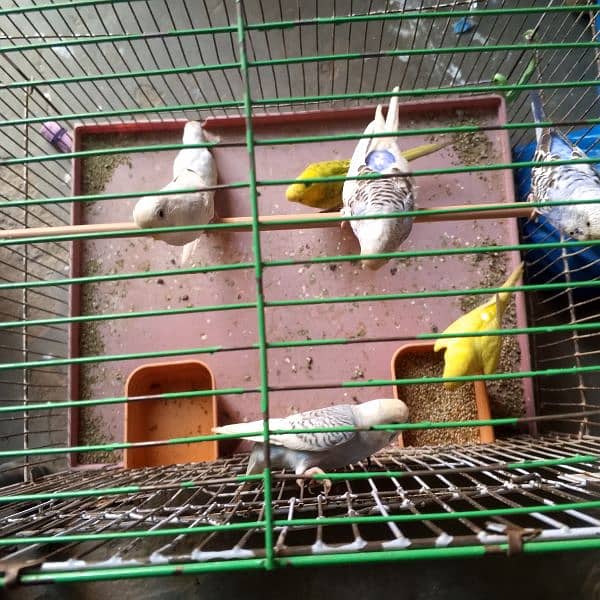 7 Australian parrots with cage 1