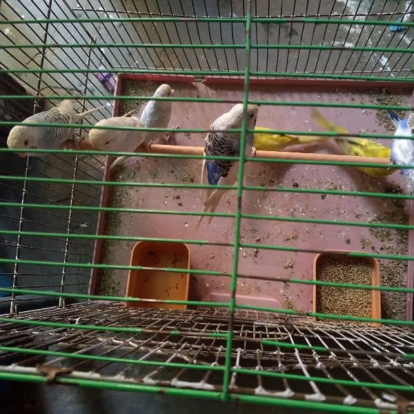 7 Australian parrots with cage 2