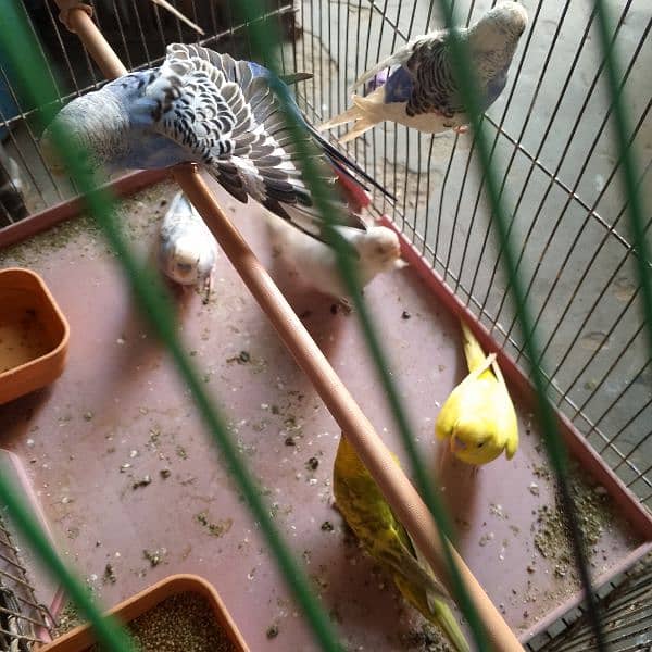 7 Australian parrots with cage 3