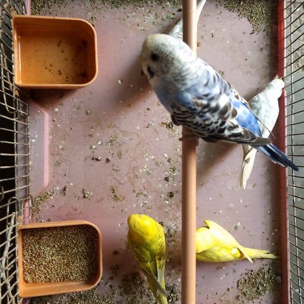 7 Australian parrots with cage 4