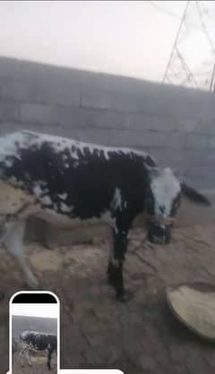 vehri