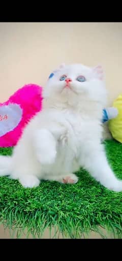 Persian hamalian british punch face piki face cat 03250387943