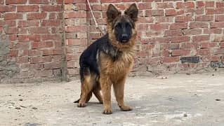 German shepherd long hair male available for sale