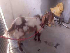 donda Bakra for sale