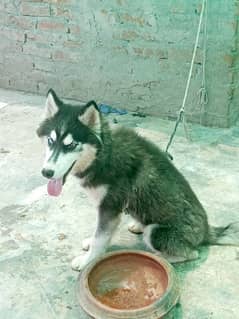 Siberian
