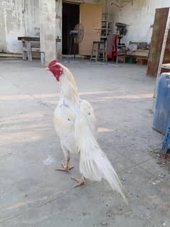 heera murga