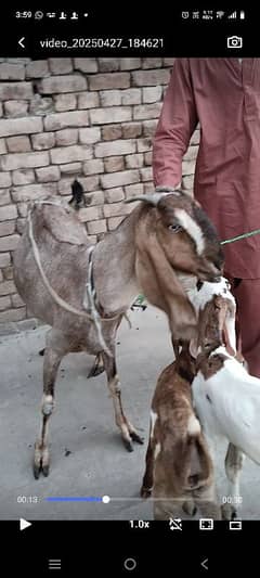vip bakri ha jis Bhi NY Leni ha rabta kary