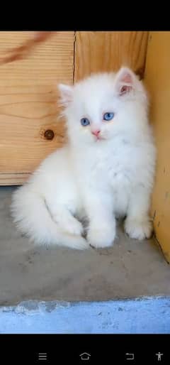 Persian hamalian british punch face piki face cat 03250387943