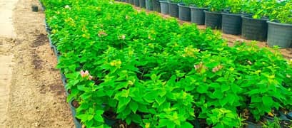 Arman nasree farm