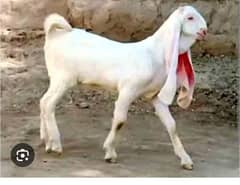 Qurbani ke bakry ziba krwye