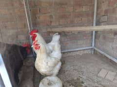 Australorp Heritage