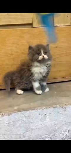 Persian