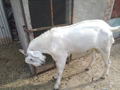 Desi Bakra