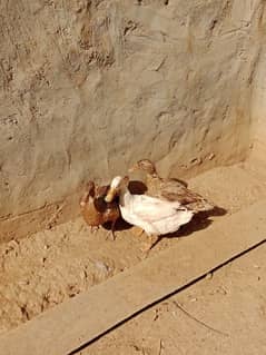 Desi Ducks trio for sale.