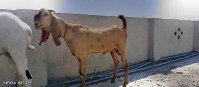 qurbani husurat goat