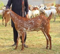 qurbani goat hole sale islamabad