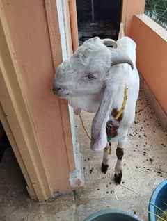 desi bakra 2 dant dhonda bkra
