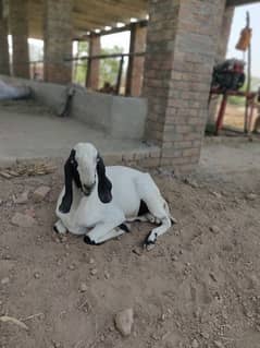 Qurbani Eid