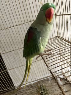 Alexander parrot