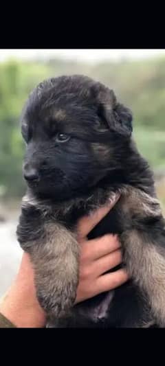 german Shepard puppy