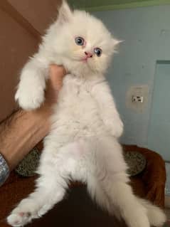 persian kittens