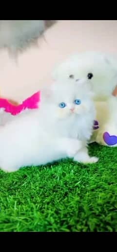 Persian hamalian british punch face piki face cat 03250387943