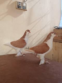 lahore sherazi pigeon 03 pair available